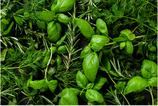 12 Herbs for Anti-Aging: Promote Youthful Radiance