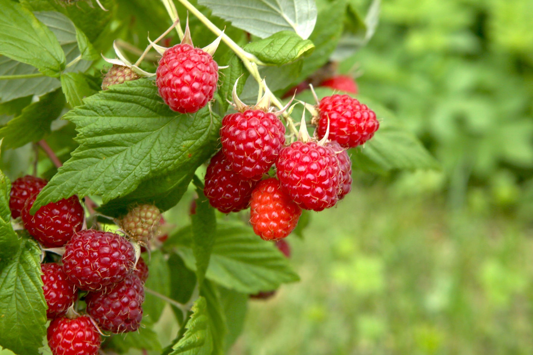 What Fruits are Keto Friendly? A Guide to the Best Low-Carb Fruits