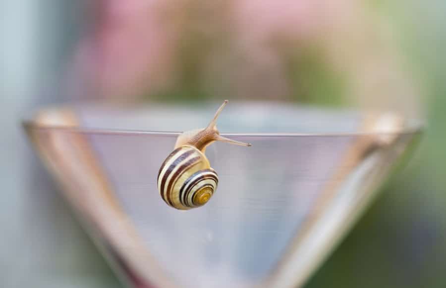 Crazy Health and Beauty Trends--Snails and Vinegar...but not together