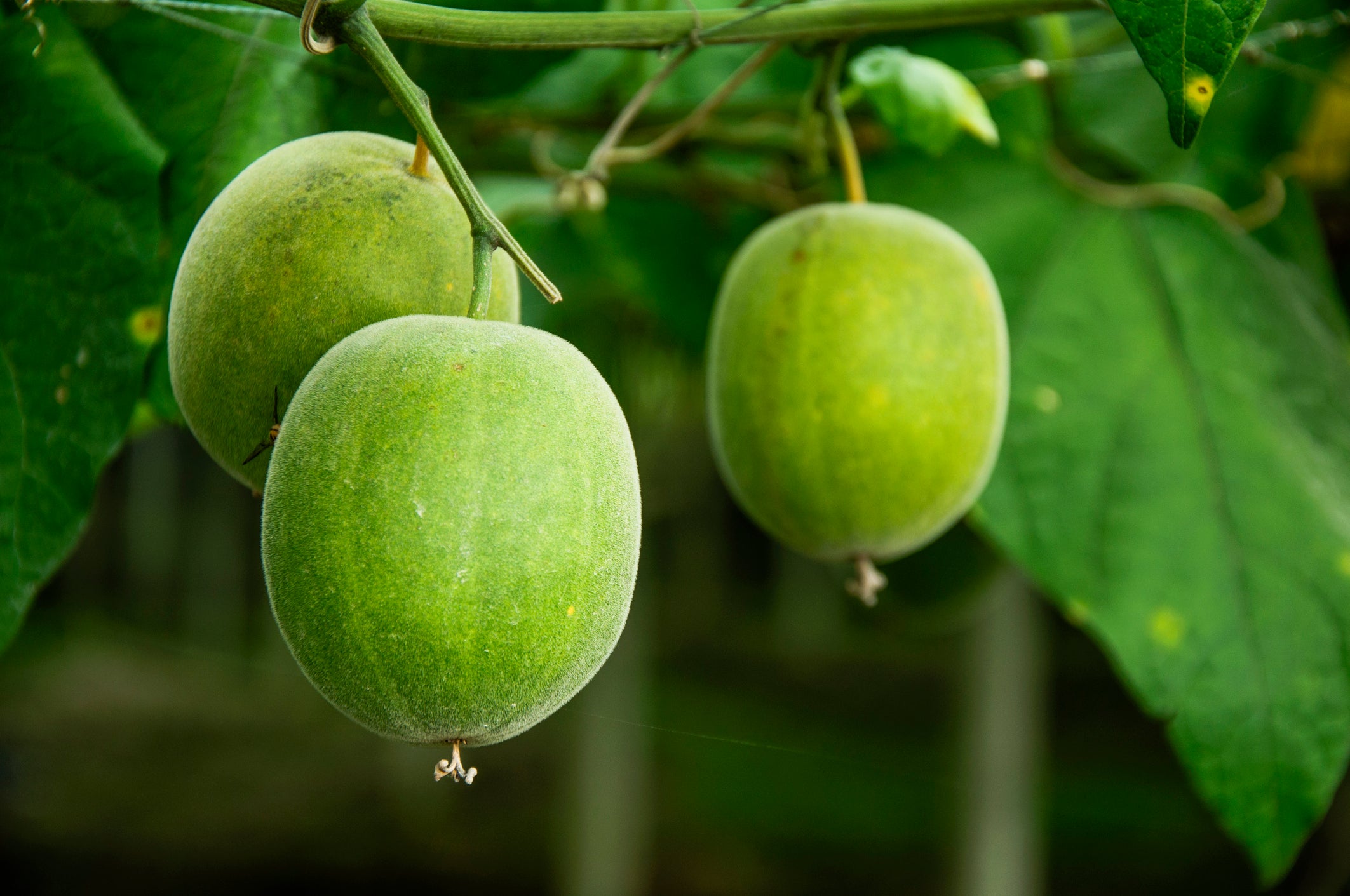 Monk fruit on a tree