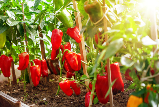 12 Foods That Boost Your Immune System