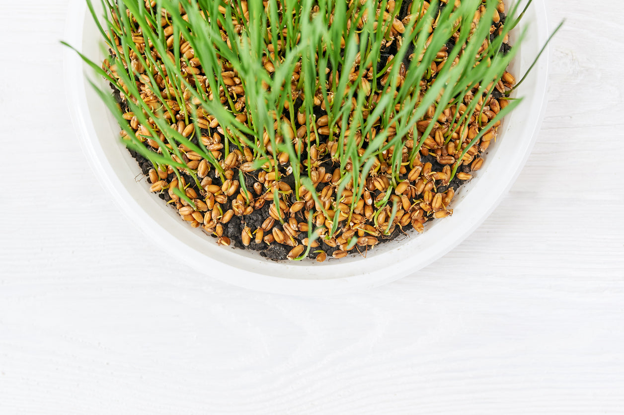 A bowl of sprouted grains