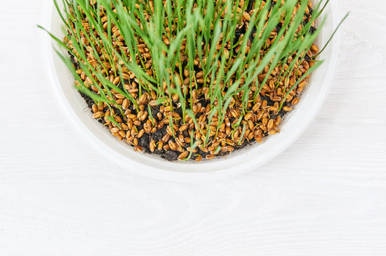 A bowl of sprouted grains