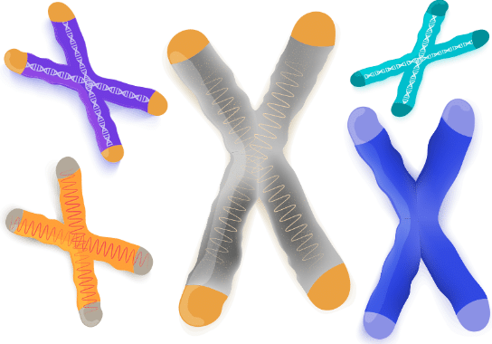 Telomeres my anti aging secret