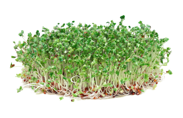 Broccoli Sprouts: Discover the Amazing Health Benefits of this Powerful Superfood
