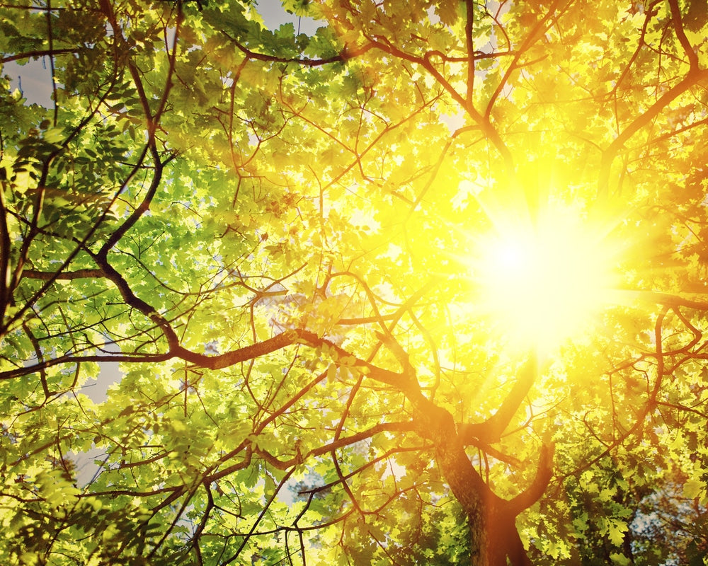 How “Green” Therapy Can Make You Healthier